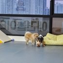 댕바이댕 이미지