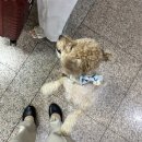 정직유부 사상점 이미지