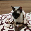 포휴하우스 이미지