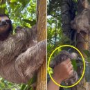 나무늘보 이미지