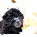 강아지분양 퍼피베이비 이미지