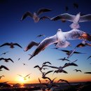 부산갈매기 이미지