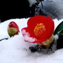 동백4로 이미지