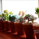 임병주농장 이미지