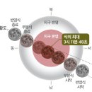 개기 이미지