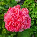 앙드레농장 이미지