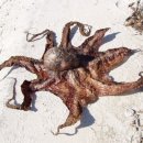 까페세마 이미지