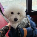 루체인알티스 이미지