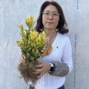 6시 내고향 충북 옥천 나무시장 묘목 택배 주문은 여기서!