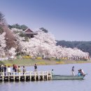 4월 9일 현대리와함께하는 강릉 경포대 벚꽃축제 꽃놀이 투어 이미지
