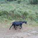 달뜨기흑염소목장 이미지