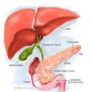 담즙산(Bile acid) 합성이 어떻게 면역 체계를 방해하여 암 성장을 돕는가? ​ 이미지
