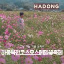 북천마을 | 2025 하동 북천코스모스 메밀꽃 축제 관람 후기 및 개화현황