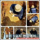 용미4리 | 장례마스터 염쟁이강씨의 원스톱!!! 용미리 1묘지 산소 파묘 현장 리뷰!!!