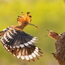 후푸(HOOPOE)