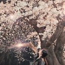 평택대학교 | 평택대학교 벚꽃축제'벚꽃소풍' 후기 (야경까지 완벽했던 봄밤)