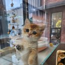 선미2농장 | 용인강아지분양 처음인데도 안심할 수 있었던 펫아미 용인점 경험담