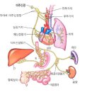 롱코비드가 미주신경 이상과 연관성이 있다는 논문-미주신경＜스파이크 단백질＜코로나 백신 이미지