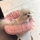 휘게 펫케어 이미지