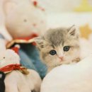 부산고양이분양 퍼스트캣 부산점 이미지