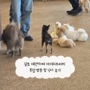 고려애견 | 김포 애견카페 아이러브퍼피 본점 방문 및 식사 후기