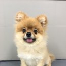 그루밍폼폼 이미지