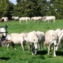 호인축산 이미지