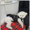 힐스 펫살롱 | 매산동 애견미용, 힐스 펫살롱 다녀온 후기!