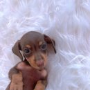 내 품안의 반려견 | 귀여운 닥스훈트분양. 내품안의반려견마포점. 방문 후기