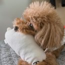 아름동물병원 | 🧡 [경북 하양] 한결같은 동물병원, 곧 7살 강아지 혈변 및 피 섞인 구토 관련 진료 후기