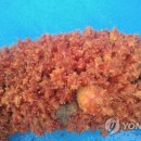 부산멍게 이미지