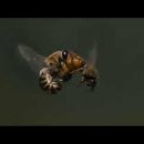 꿀벌의 교미 행동 이미지