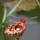 한밭수목원 서원 이미지