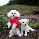 물나이트 이미지