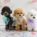 주식회사 아미고