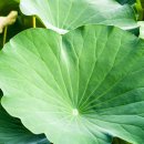 연잎의 효능 이미지