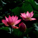 대산-7 이미지