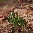 잣나무집 이미지