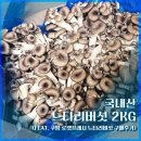 농업회사법인 (주)장흥식품 | [내돈내산] 국내산 느타리버섯 2kg 후기 (로켓프레시 대용량 버섯)