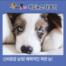 개발바닥 이미지