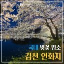 김천정보통신공사 | 국내 벚꽃명소 김천연화지 김천축제 정보 벚꽃 개화시기