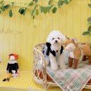 (인천) 송도 [heyy, dogg] 헤이도그 본점 (feat.품절대란 잇츠써니)
