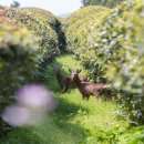 제주 와일드 이미지