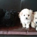 아담&이브 이미지