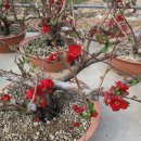 금강산도식후경 이미지