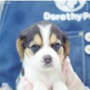 광주강아지분양 고양이분양 도로시펫 이미지