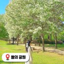 서구-01-102 | 대전 들의공원 이팝나무 피크닉 데이트코스 5월가볼만한곳
