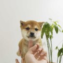 루이몽 이미지