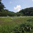 [경남 벌초대행 전문] 경남 진주 200평 넓은 평장 산소 예초 대행, 내 가족처럼 깔끔하게 마무리