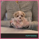 강아지집 | 원주강아지분양 상담 후기와 건강상태 확인 체크포인트